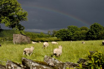 Rainbow Sheeprush