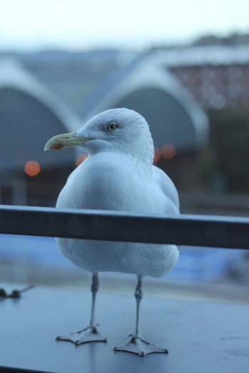 Brighton Gull